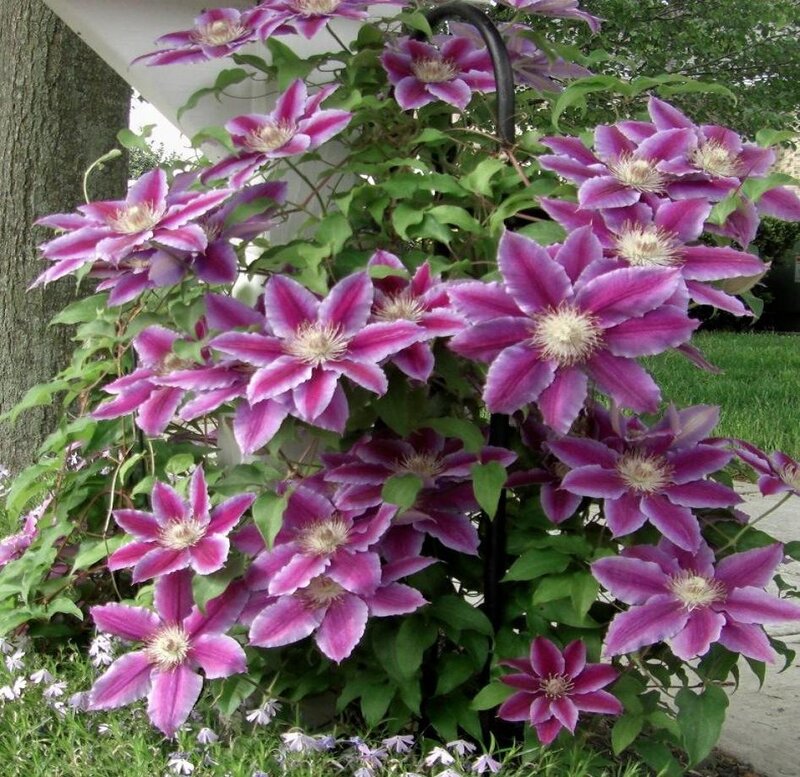 Purple Clematis Flowers — Calm, Summer