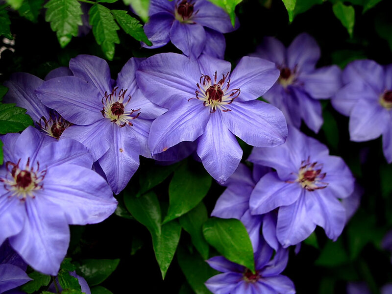 Purple Clematis Flowers — Calm