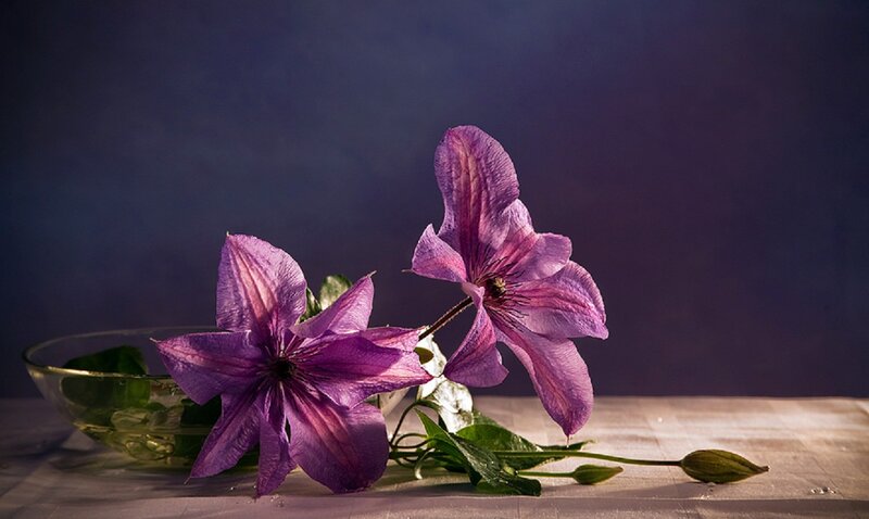 Purple Clematis Flowers — Dramatic, Photograph, Bowl