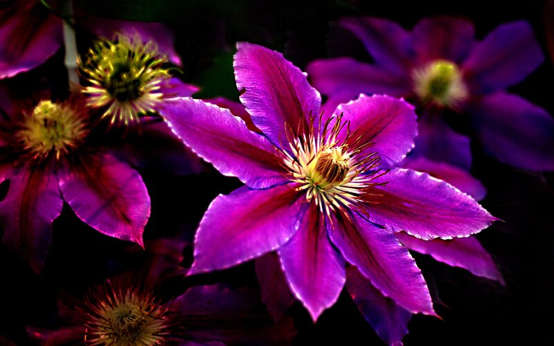 Purple Clematis Flowers — Dramatic, Photograph, Stamen