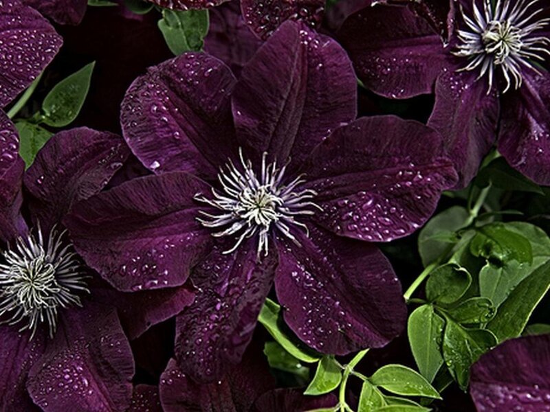 Purple Clematis Flowers — Dramatic, Photograph