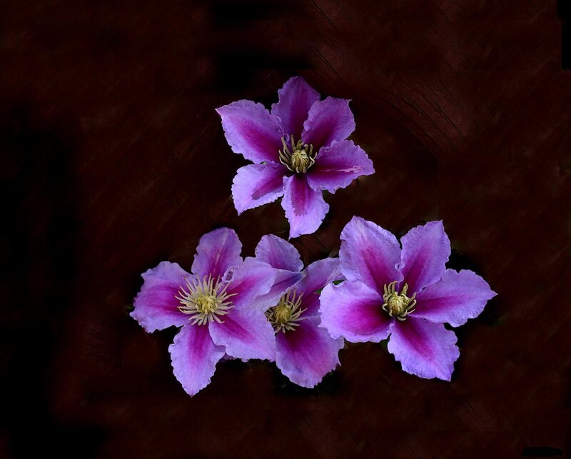 Purple Clematis Flowers — Dramatic, Photograph, Wooden Surface