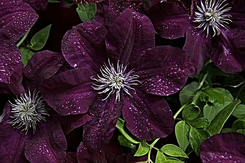 Purple Clematis Flowers — Dramatic
