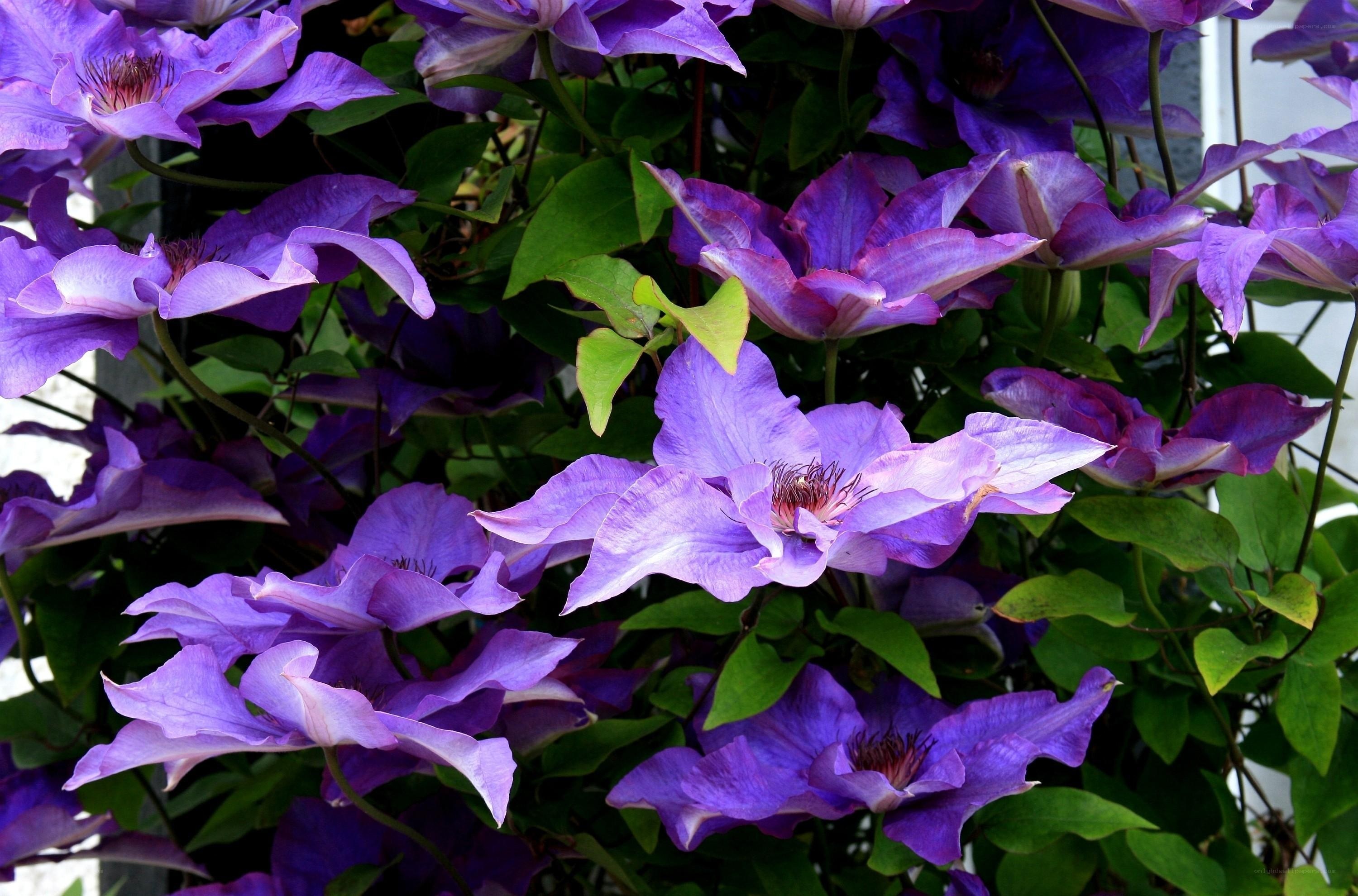 purple clematis flowers in bloom
