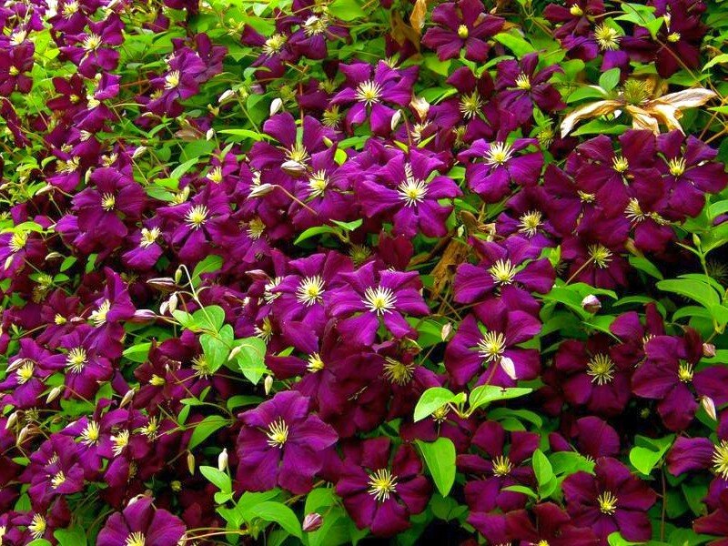 purple clematis flowers in bloom