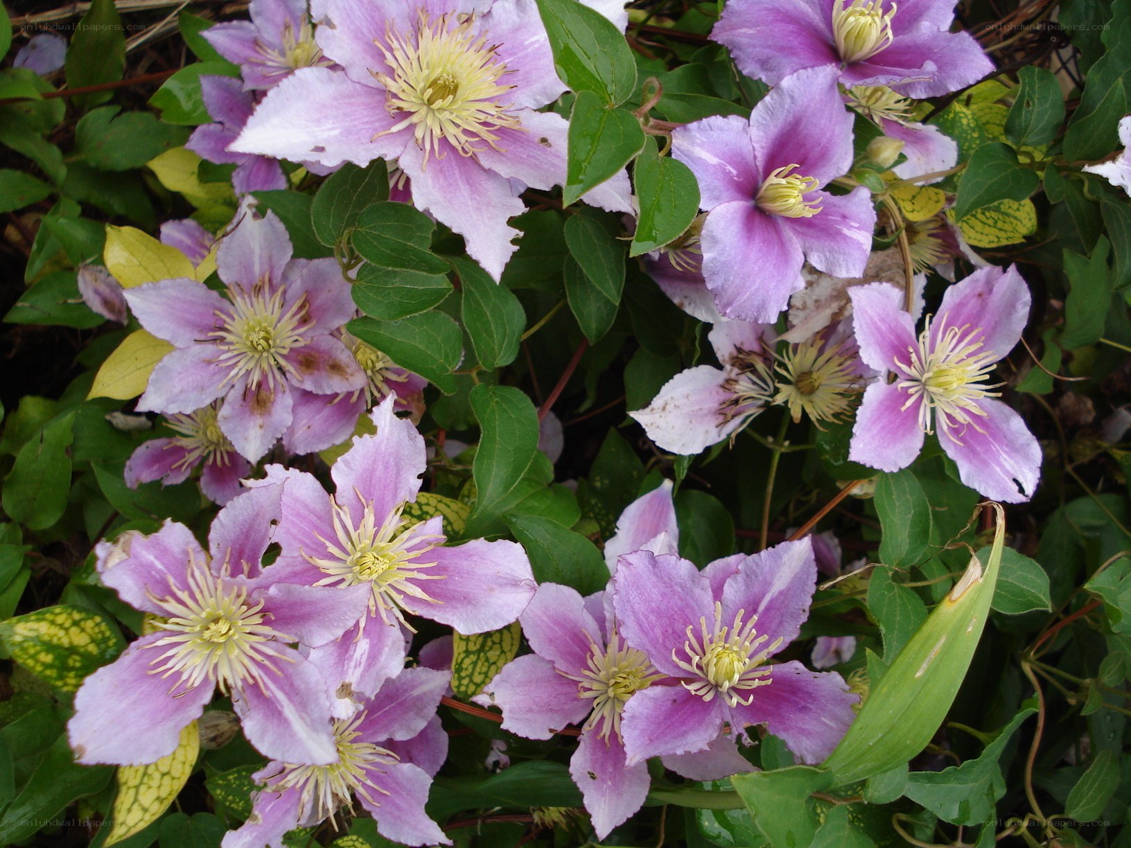 purple clematis flowers in bloom