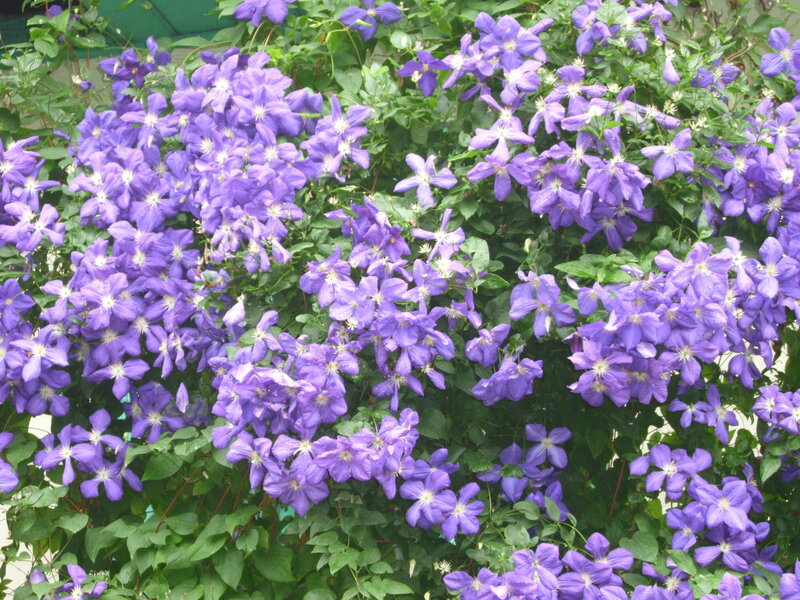 purple clematis flowers in bloom