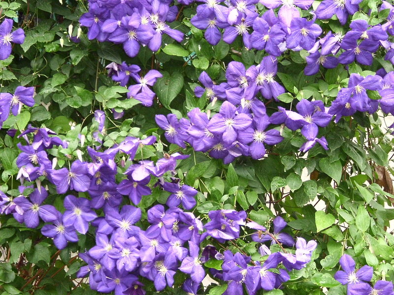 purple clematis flowers in bloom