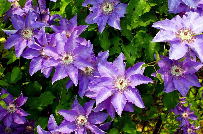 Purple clematis flowers in bloom