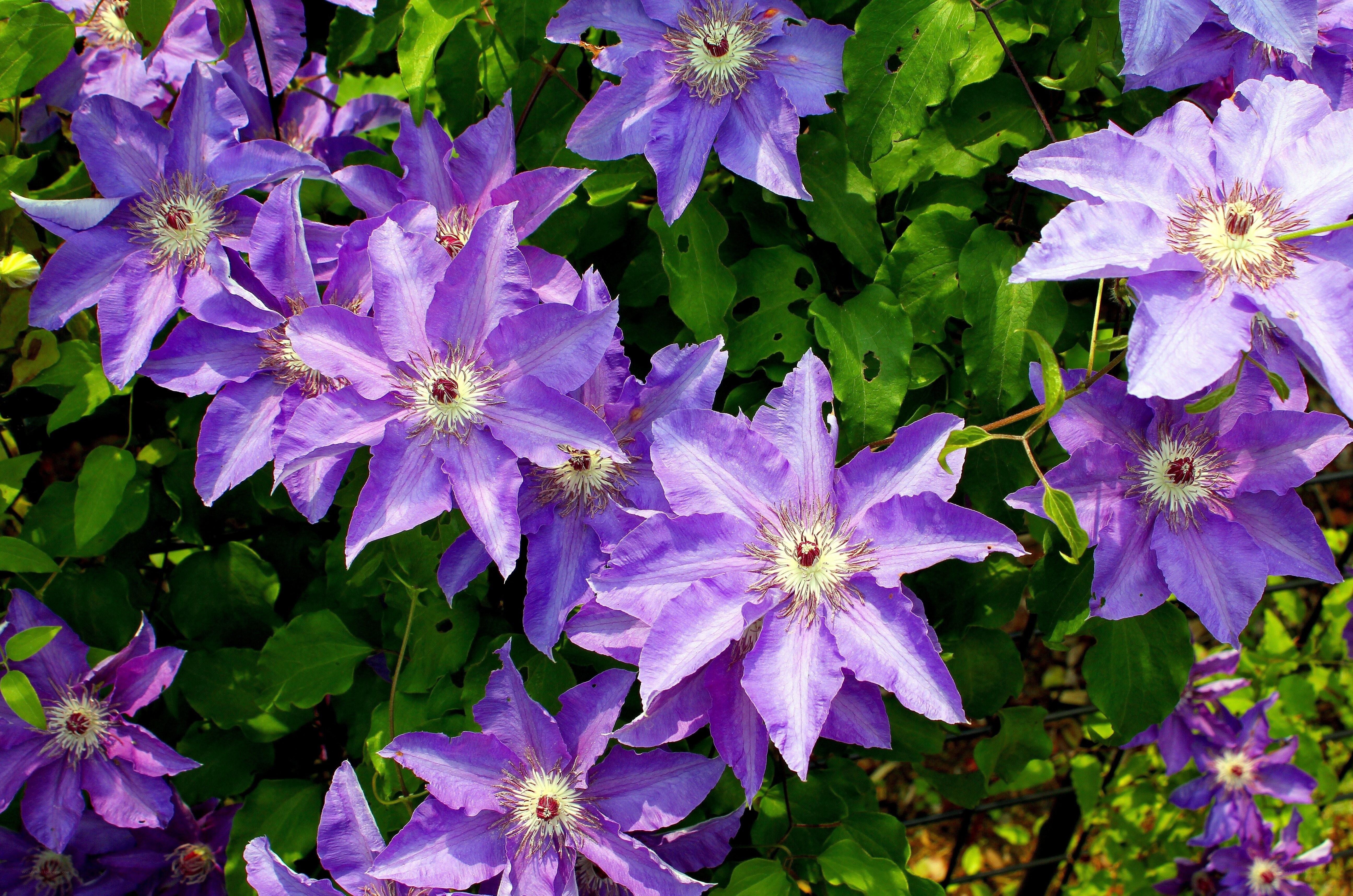 Purple clematis flowers in bloom
