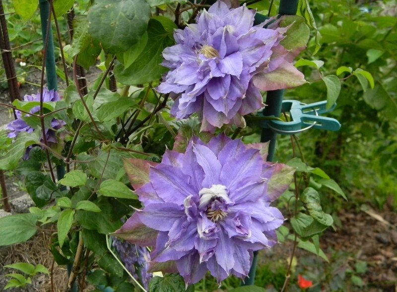purple clematis flowers in garden