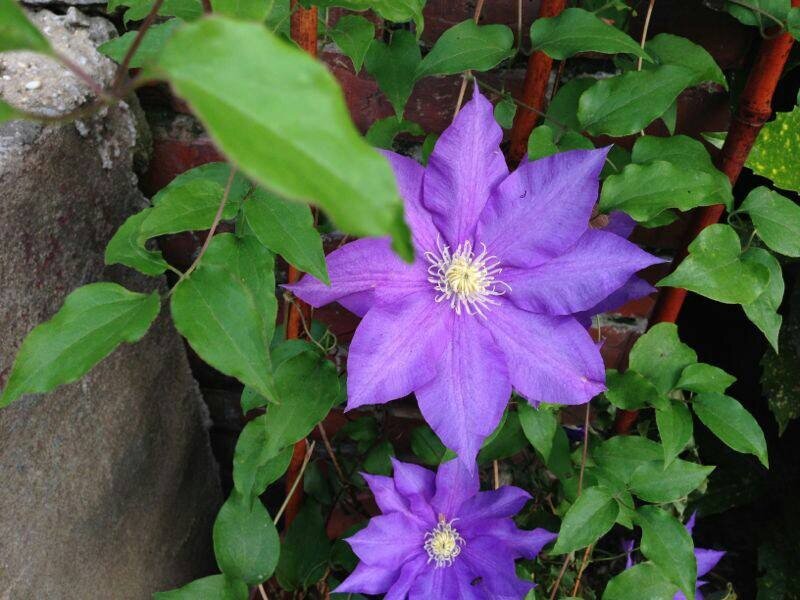 purple clematis flowers in garden