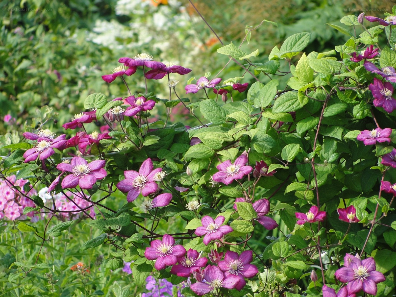 Purple clematis flowers in garden