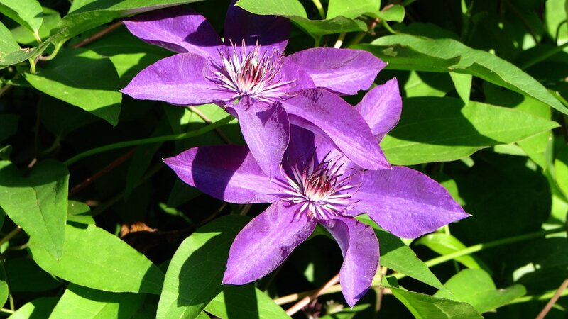 purple clematis flowers in sunlight