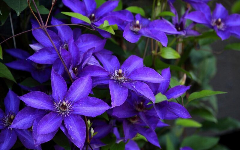 Purple Clematis Flowers — Natural, Photograph