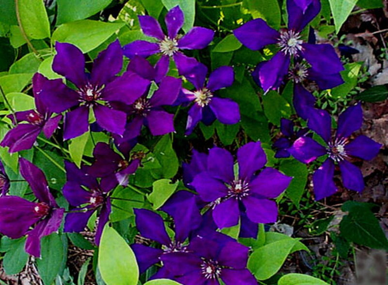 Purple Clematis Flowers — Natural, Spring, Photograph