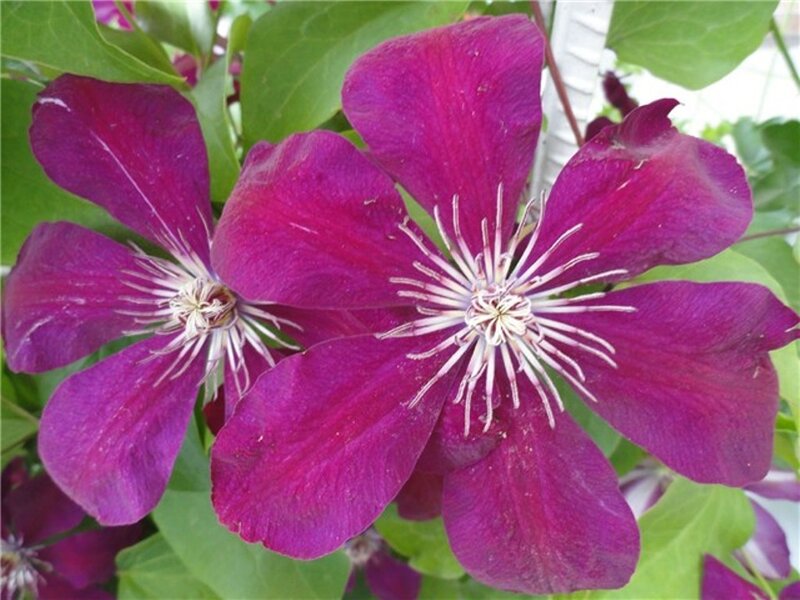 Purple Clematis Flowers — Natural, Spring
