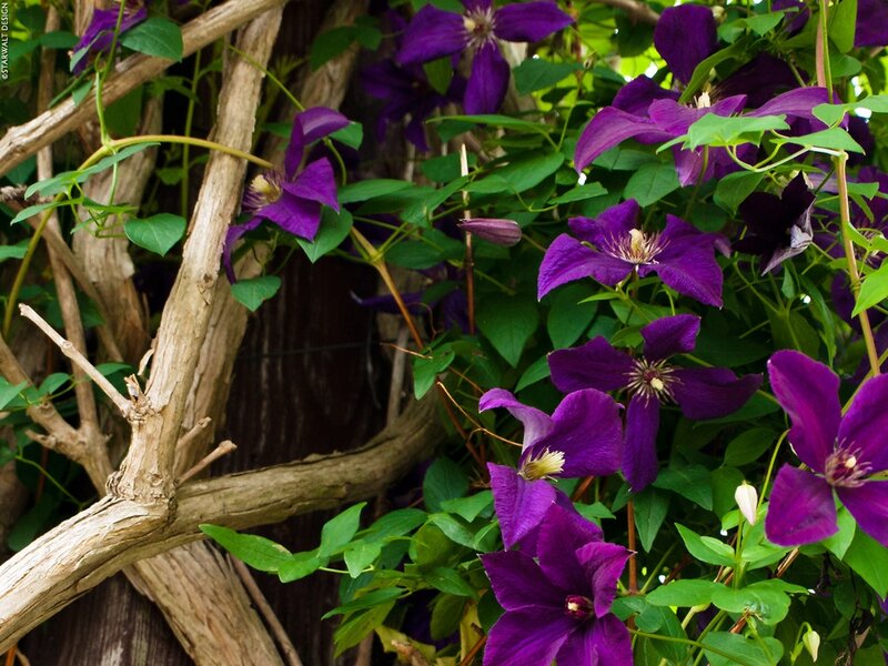 Purple Clematis Flowers — Natural, Summer, Photograph, Green Leaves, Wooden Branches