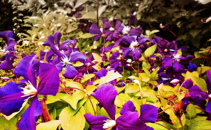 Purple Clematis Flowers — Natural, Summer, Photograph, Leaves