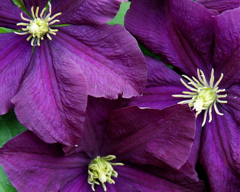Purple Clematis Flowers — Natural, Summer, Photograph, Petals