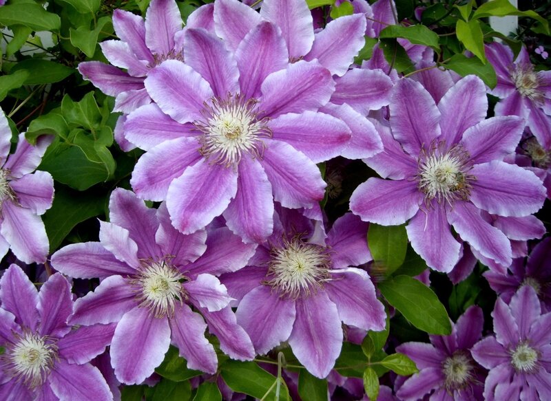 Purple Clematis Flowers — Natural, Summer