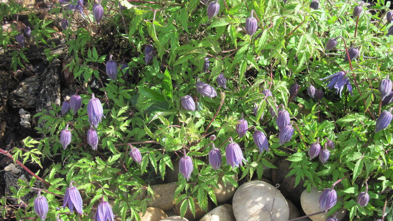 Purple Clematis Flowers — Natural