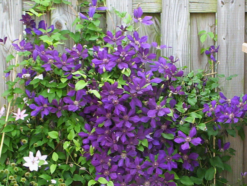 purple clematis flowers on a fence