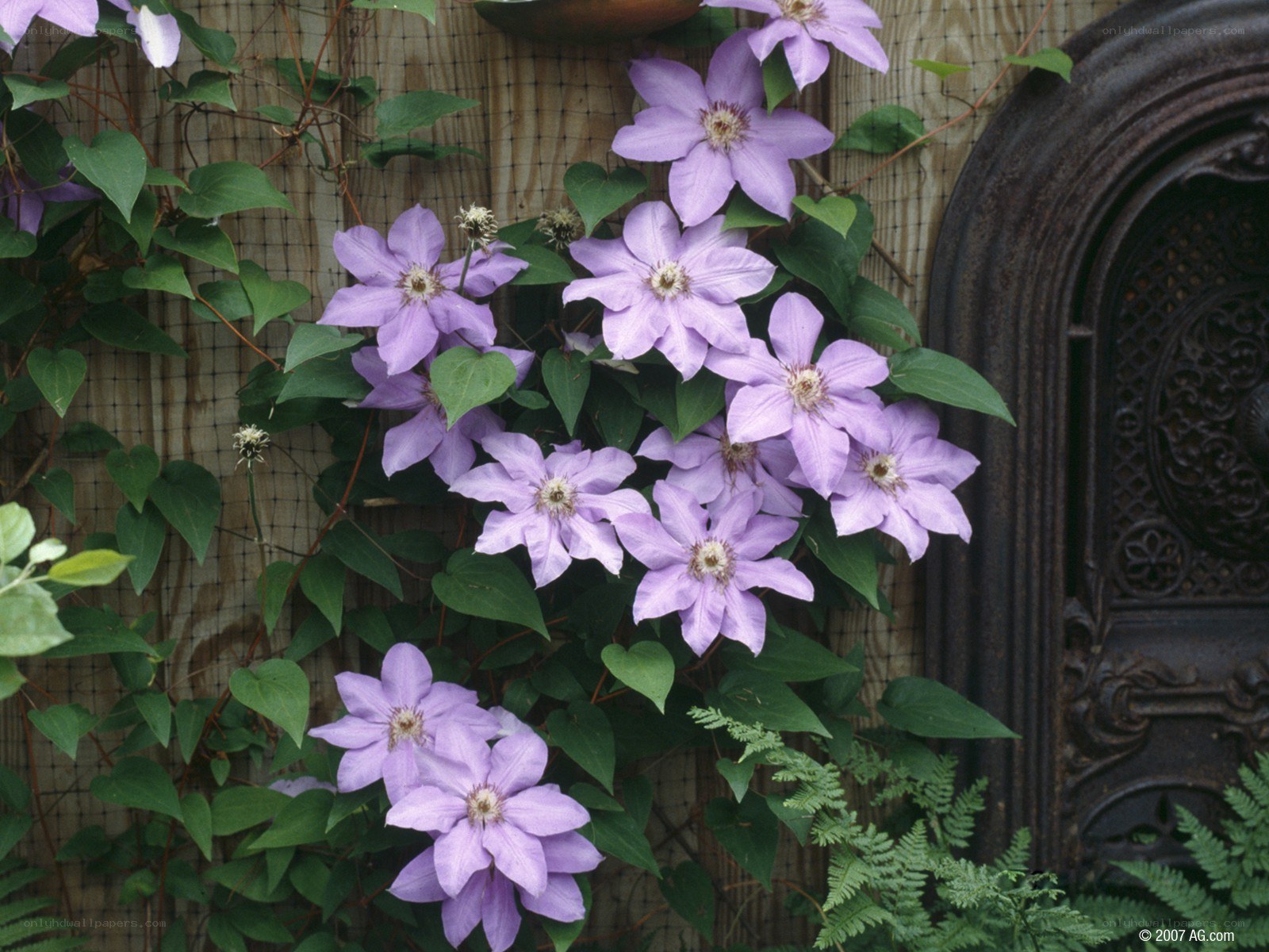 purple clematis flowers on a wall