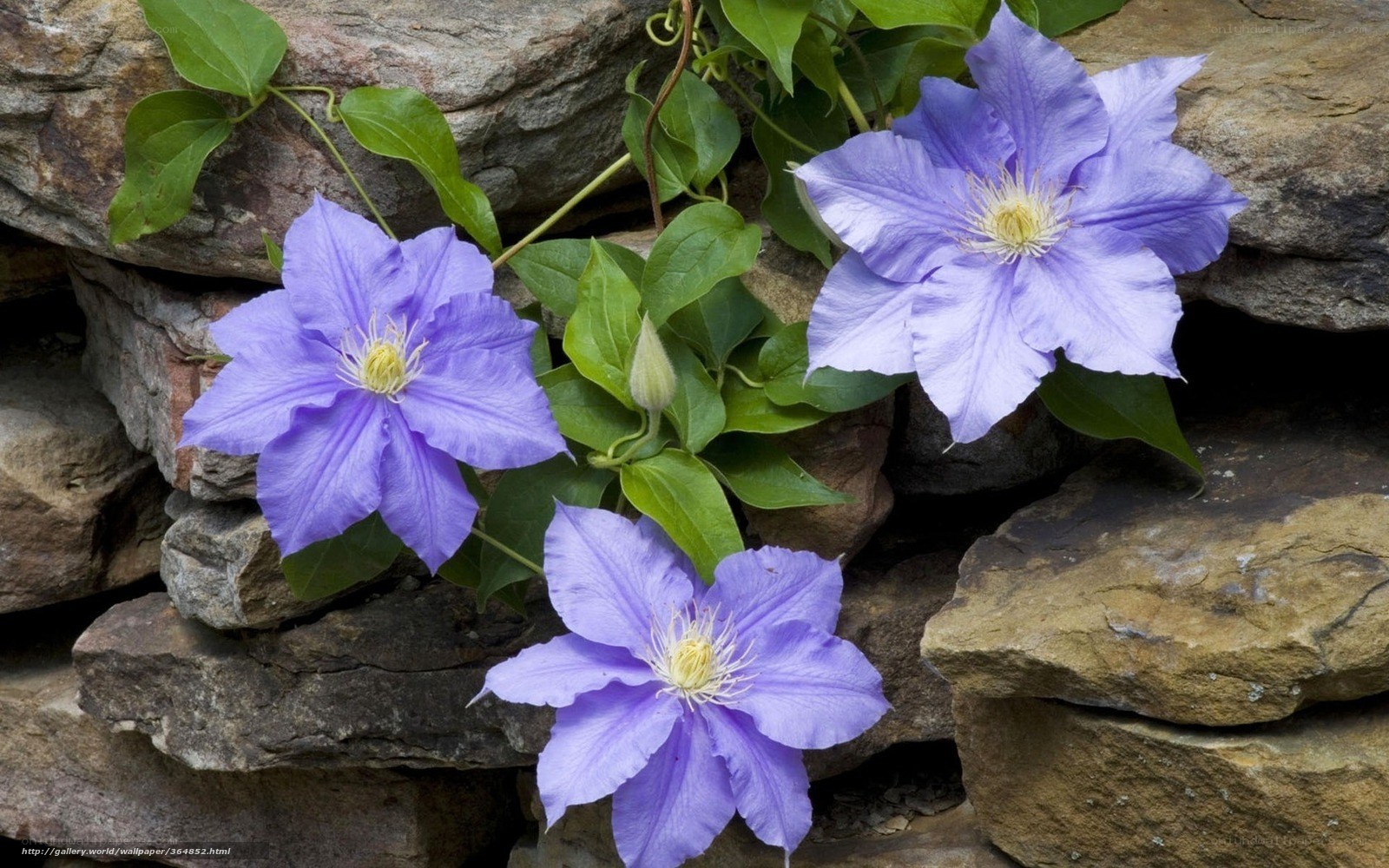purple clematis flowers on stone wall