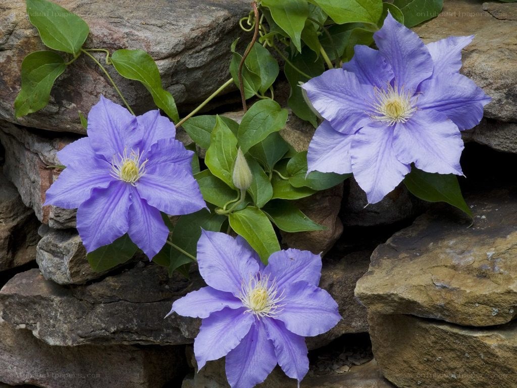 purple clematis flowers on stone wall