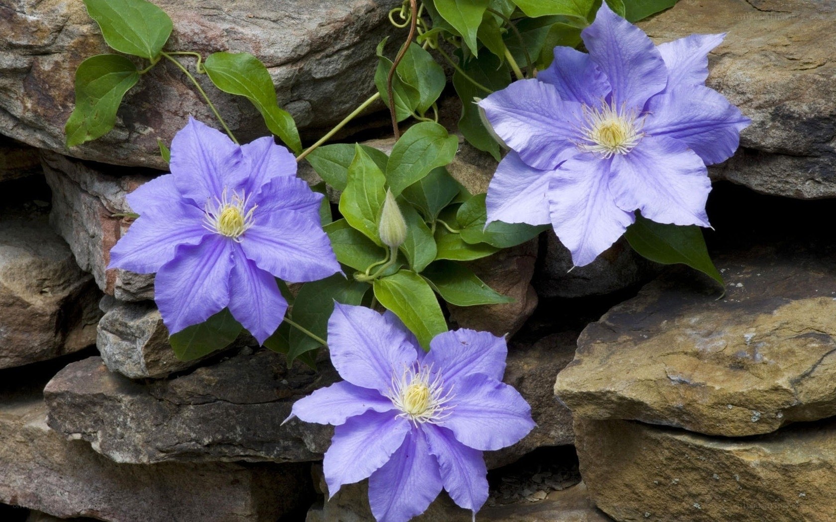 purple clematis flowers on stone wall
