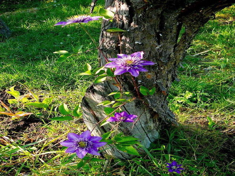 Purple clematis flowers on tree trunk