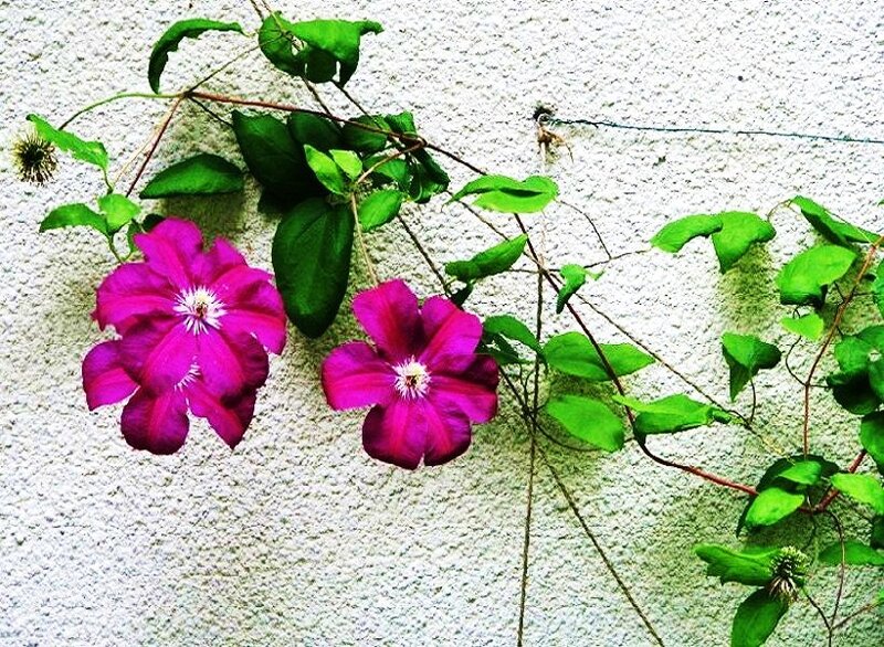 purple clematis flowers on wall