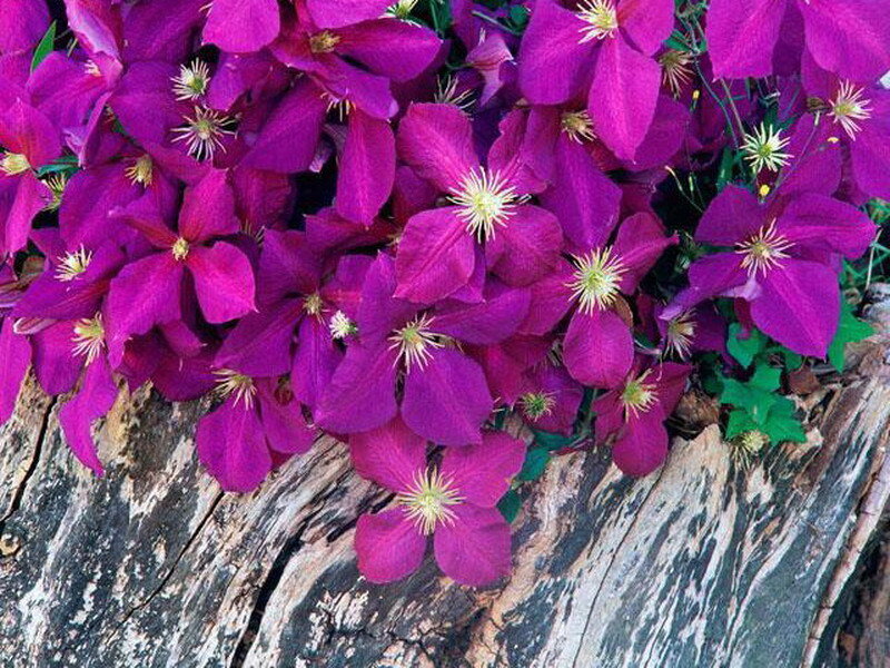 purple clematis flowers on wood