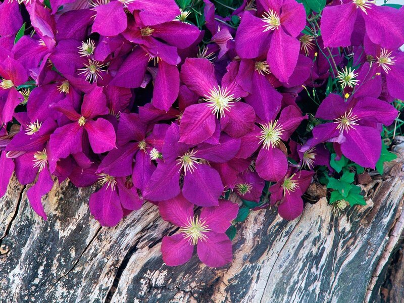 purple clematis flowers on wood
