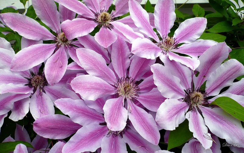 Purple Clematis Flowers — Pink