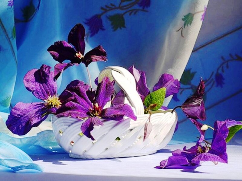 Purple Clematis Flowers — Serene, Afternoon, Photograph, Basket