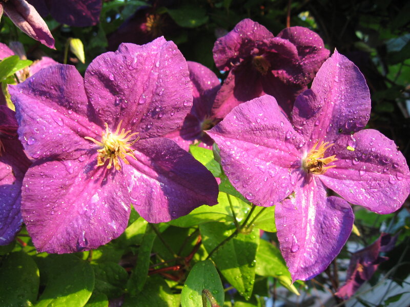 Purple Clematis Flowers — Serene, Afternoon, Photograph, Leaves