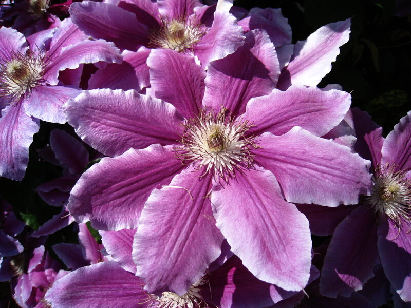 Purple Clematis Flowers — Serene, Afternoon, Photograph, Petals