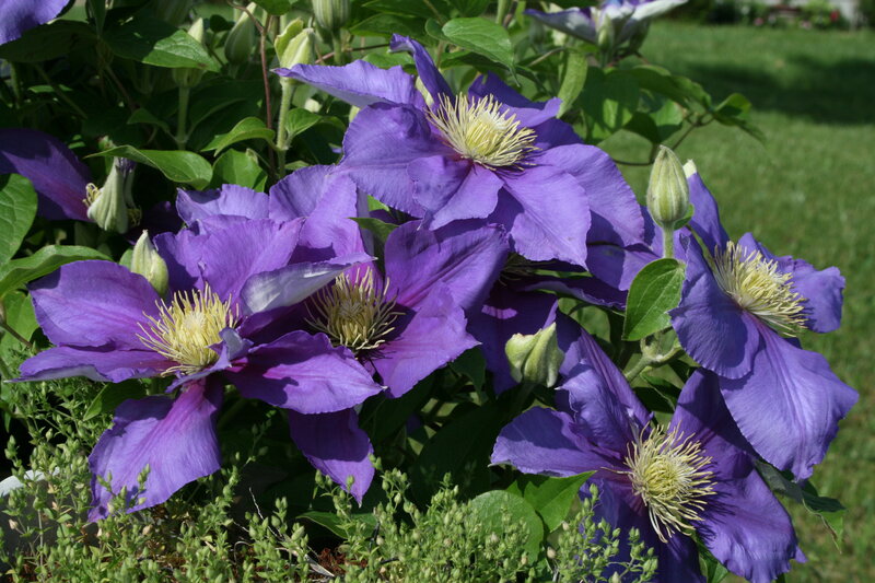 Purple Clematis Flowers — Serene, Afternoon