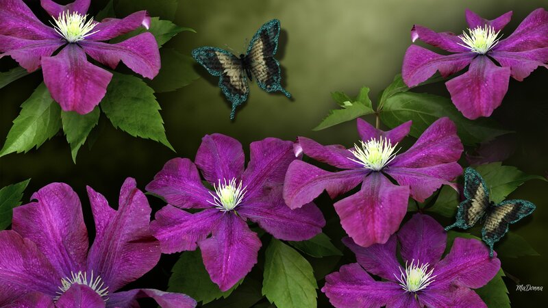 Purple Clematis Flowers — Serene, Digital Art
