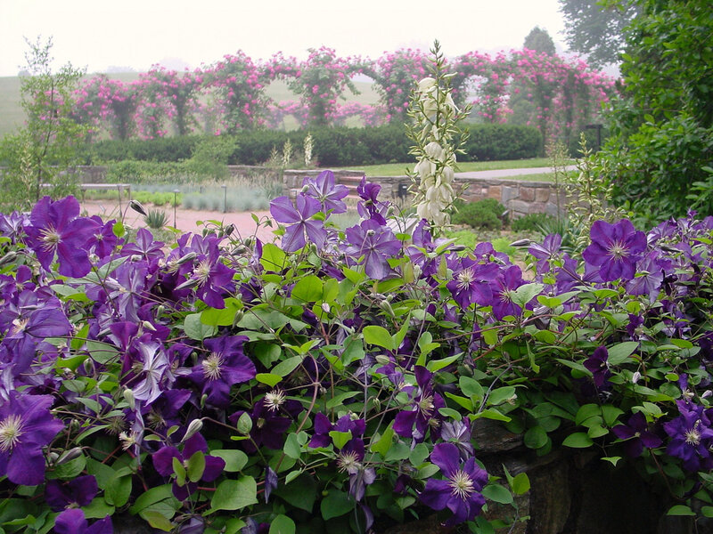 Purple Clematis Flowers — Serene, Morning