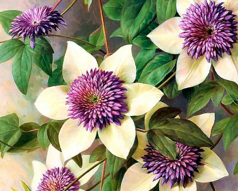 Purple Clematis Flowers — Serene, Painting