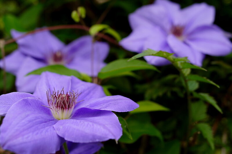 Purple Clematis Flowers — Serene, Photograph