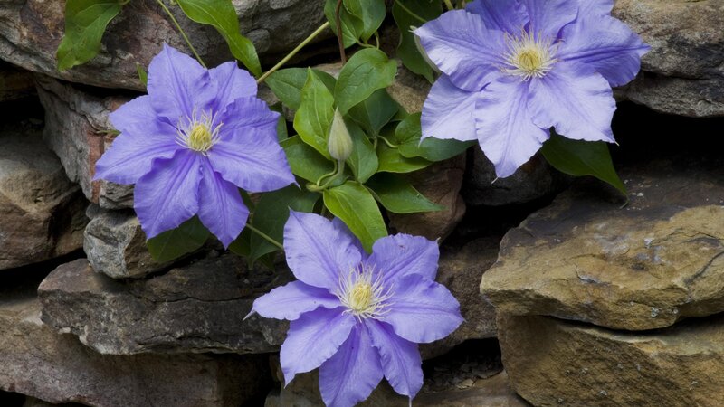 Purple Clematis Flowers — Serene, Spring, Photograph, Leaves, Stone Wall