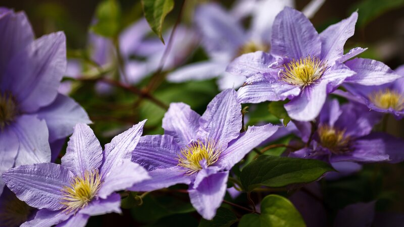Purple Clematis Flowers — Serene, Spring, Photograph, Leaves