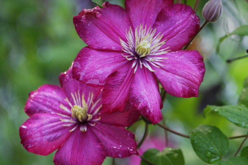 Purple Clematis Flowers — Serene, Spring, Photograph