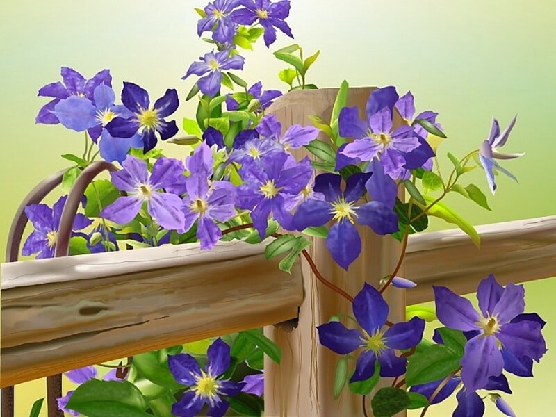 Purple Clematis Flowers — Serene, Spring