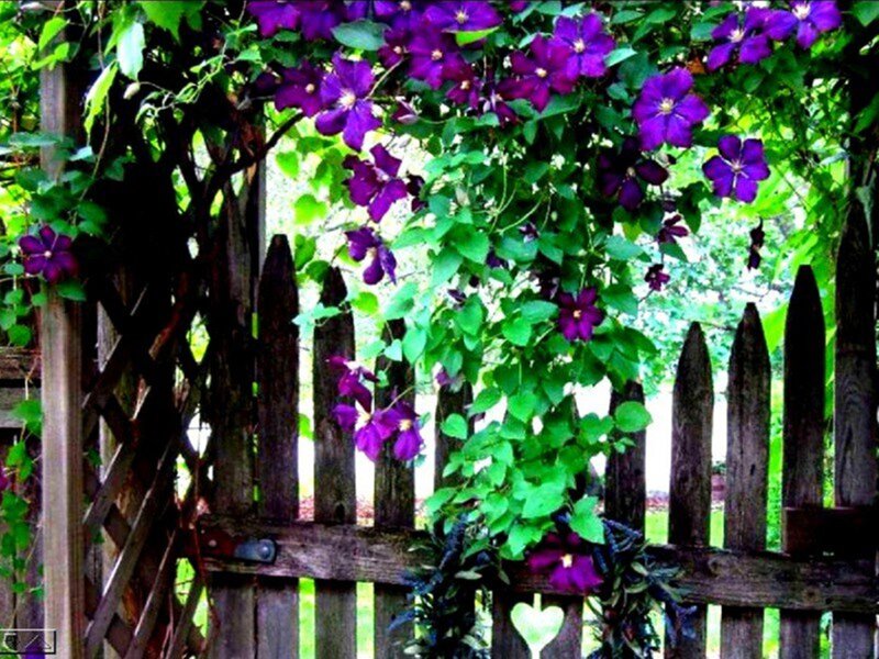 Purple Clematis Flowers — Serene, Summer
