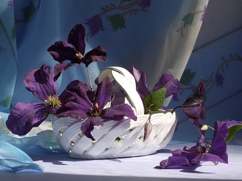 Purple Clematis Flowers — Serene